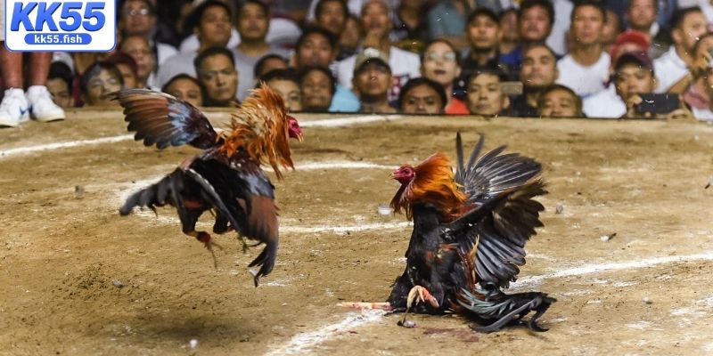 Khái quát loại hình đá gà cựa sắt